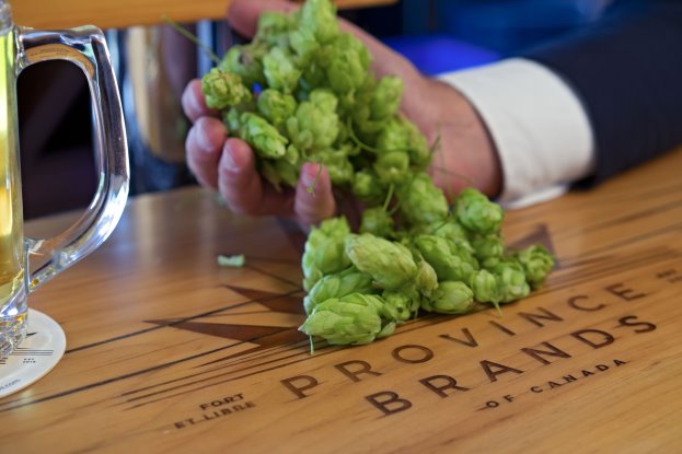 Hops in Hand by Beer Glass