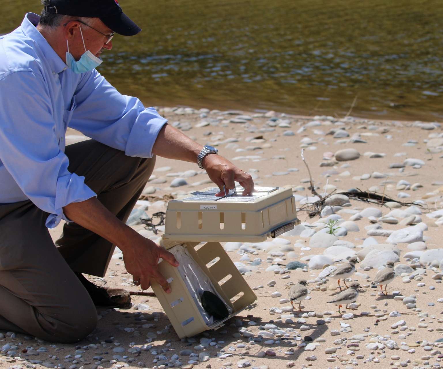 EPA Regional Administrator Kurt Thiede released captive reared Great Lakes piping plover chicks at Sleeping Bear National Dunes Lakeshore.