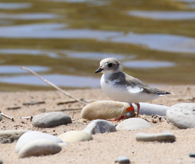 A Great Lakes piping plover chick at Sleeping Bear Dunes National Lakeshore