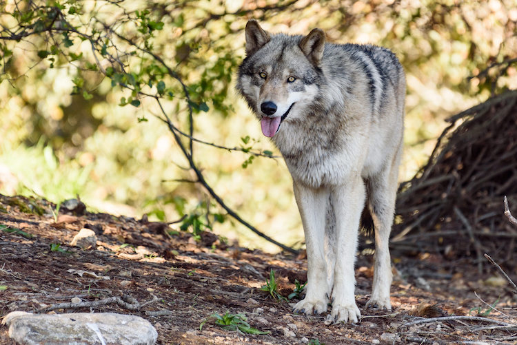 Zookeepers Help Acclimate Gray Wolves to New Habitat at Oakland Zoo’s