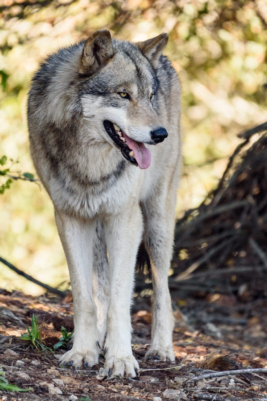 Zookeepers Help Acclimate Gray Wolves to New Habitat at Oakland Zoo’s