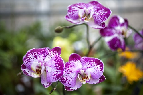 Orchid pictured: Phalaenopsis Jiuhbao Fairy. Photo by Eric Lubrick. Courtesy of the Indianapolis Museum of Art.