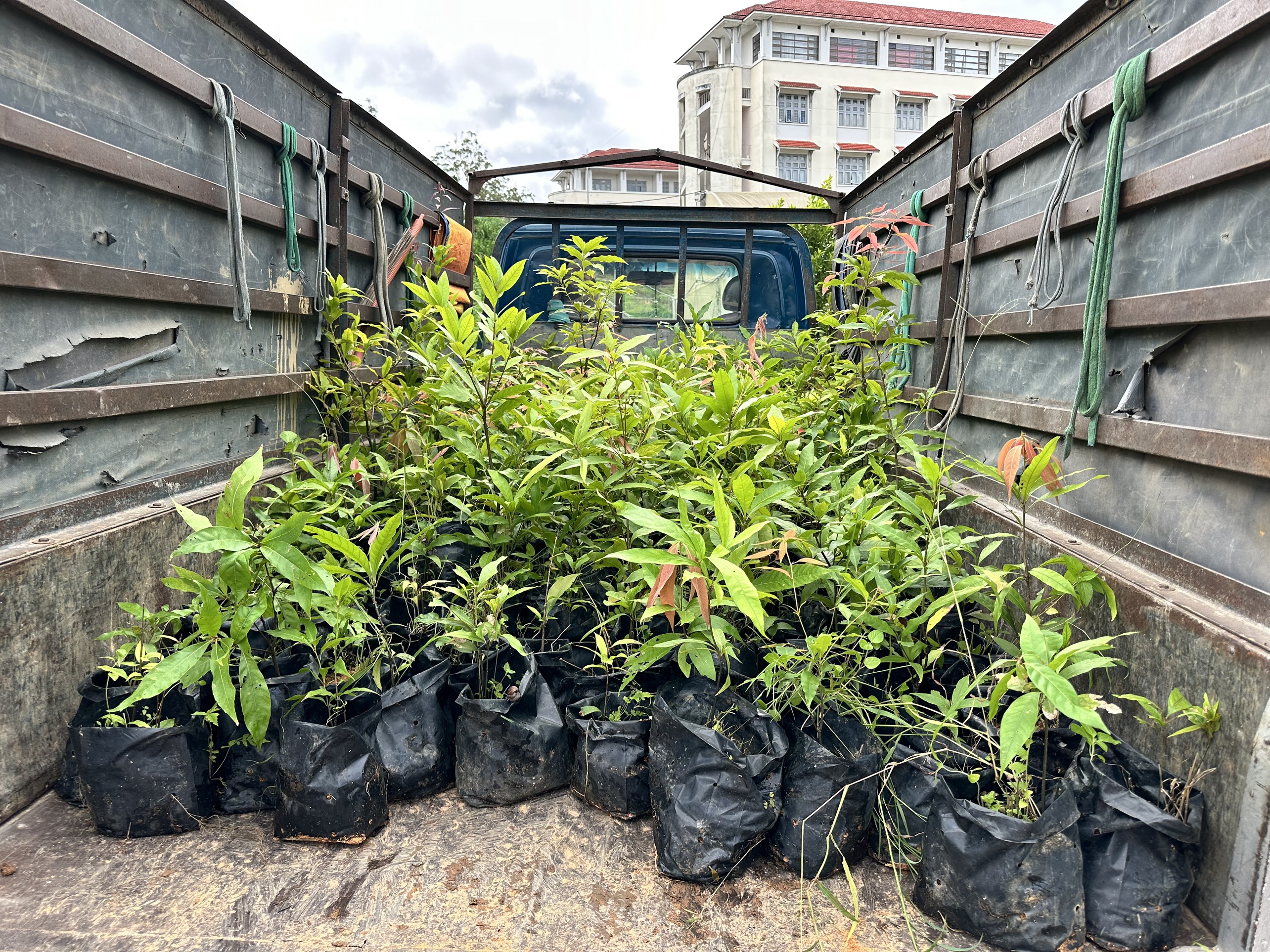 Oak seedlings ready for restoration planting in Vietnam_ Credit_ Nguyen Van Ngoc.jpg
