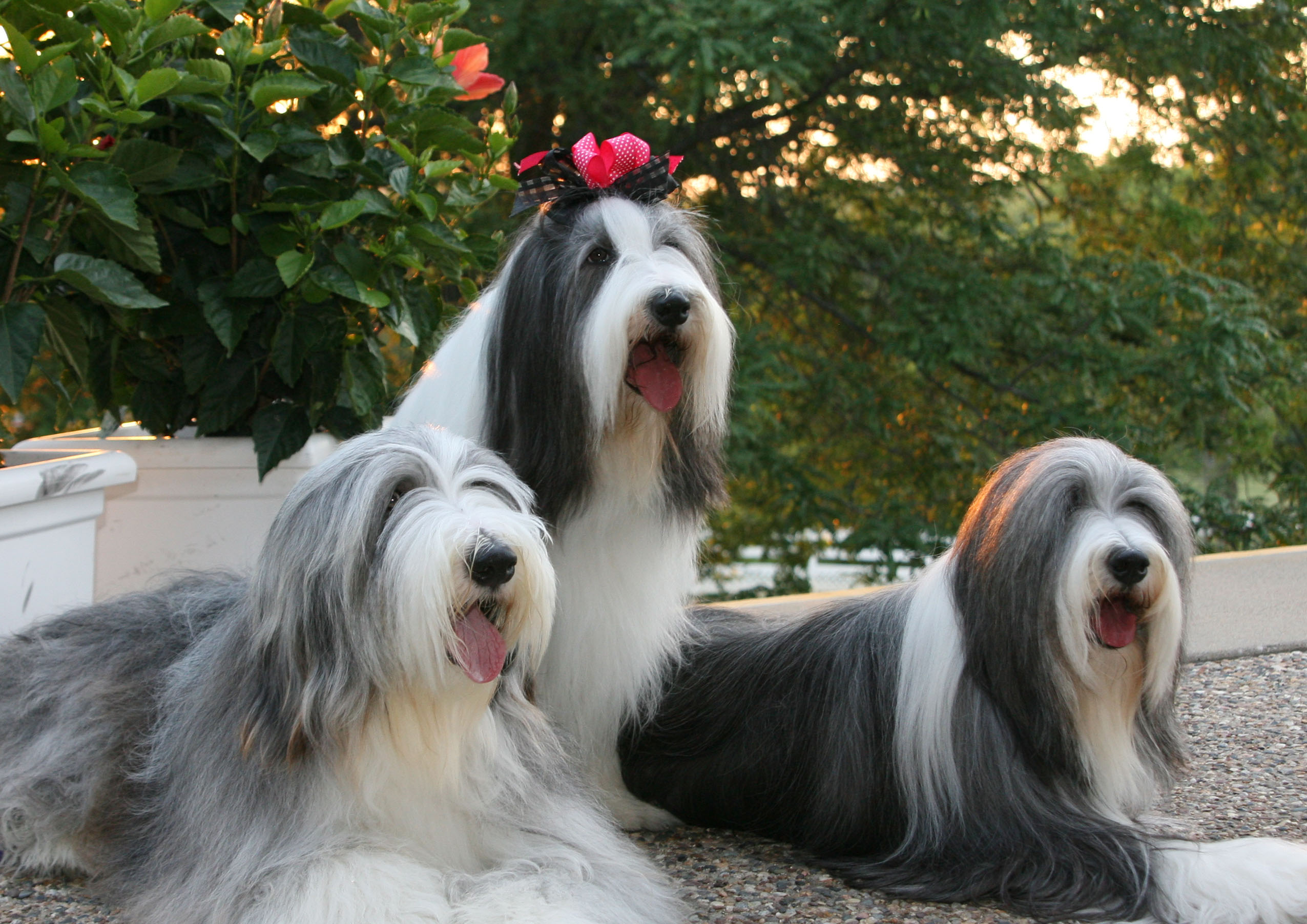 Bearded collie dogs long hair hotsell