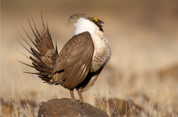 Greater Sage-grouse by Vivek Khanzode_news.png
