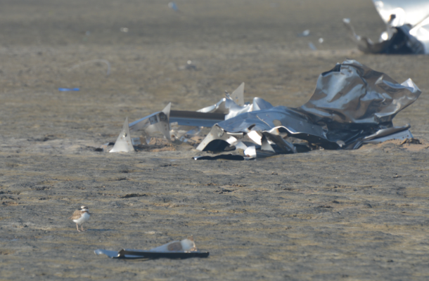 WIlson's Plover and SpaceX debris by  Coastal Bend Bays & Estuaries Program (610x400).png