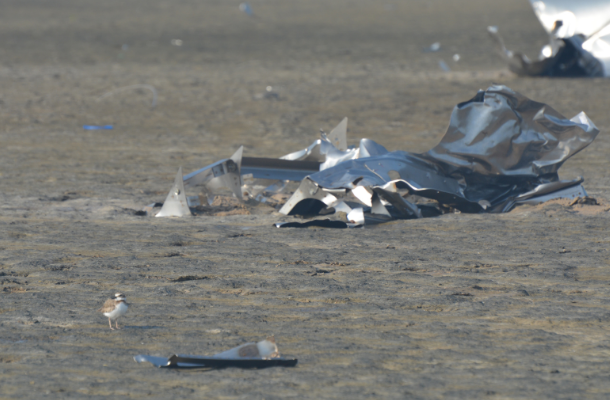 WIlson's Plover and SpaceX debris by Coastal Bend Bays & Estuaries Program (610x400).png