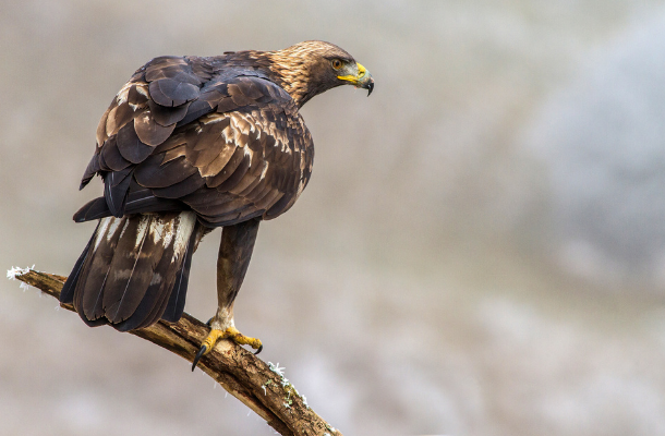 Golden Eagle by Ivan Godal (610 × 400 px).png
