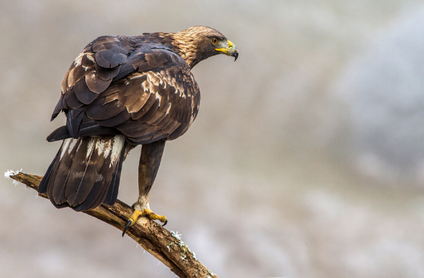 Ivan Godal's Golden Eagle (610 × 400 px) .png