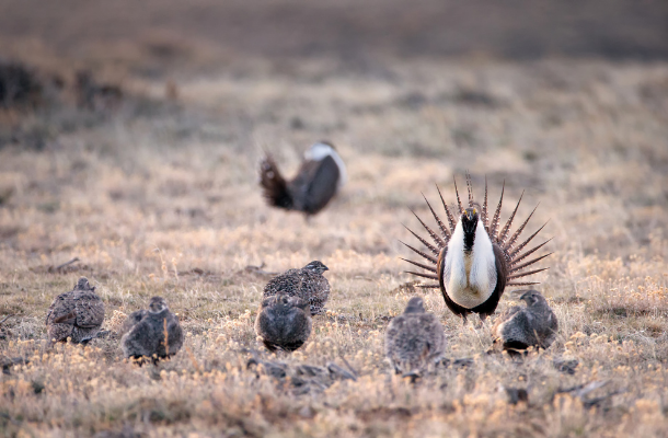 Greater Sage-Grouse lek by Agnieszka BacalShutterstock_610x400.png
