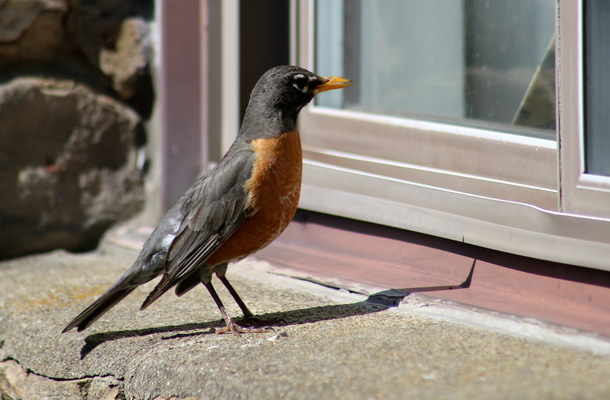 American Robin in front of window_Heather Tillema_SS_ (610 × 400 px).png