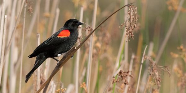 Red-winged Blackbird by Terry StraehleyShutterstock_ (600 × 300 px).png