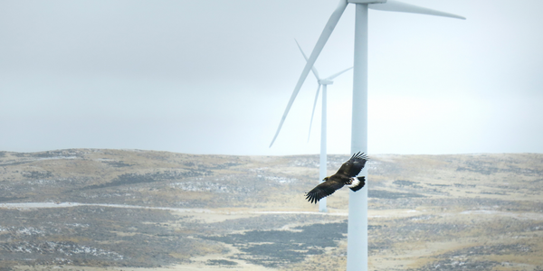 Golden Eagle and wind turbine by Taylor BergeShutterstock_ (600 × 300 px).png