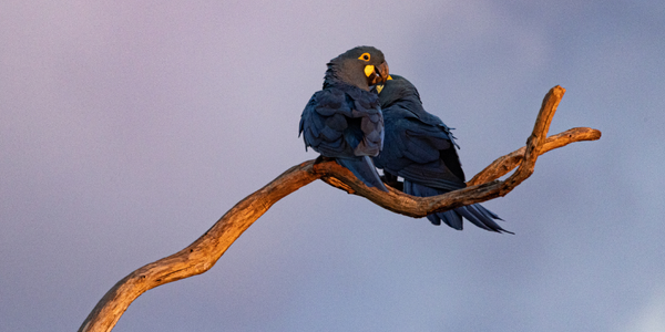 Lear's Macaw by Bennett Hennessy_600 × 300 px.png