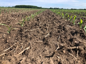 Michigan-corn-plot