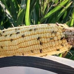 corn-rootworm600x300