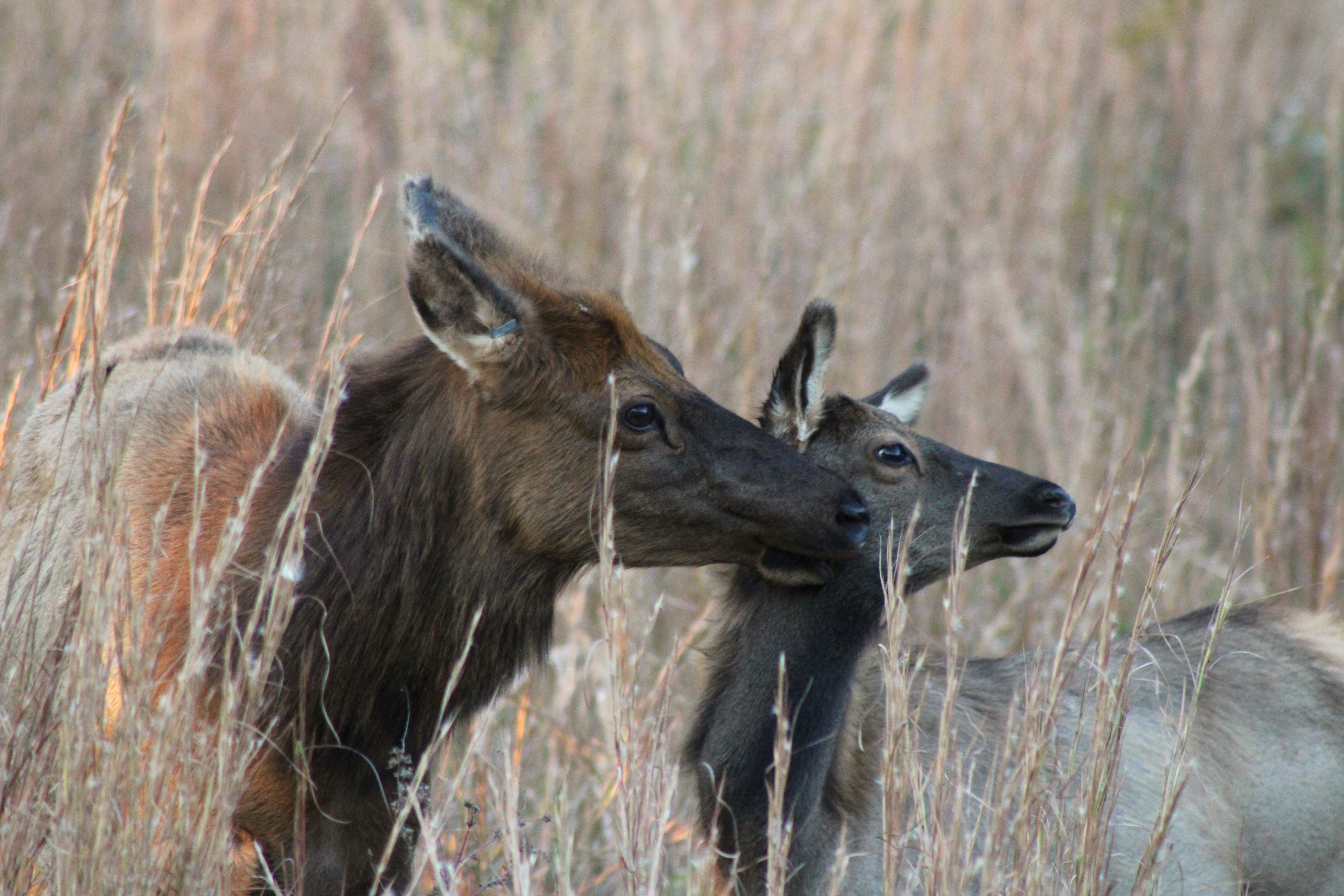 Image shows two elk standing in the prairie grasses of Land Between the Lakes in Kentucky.
